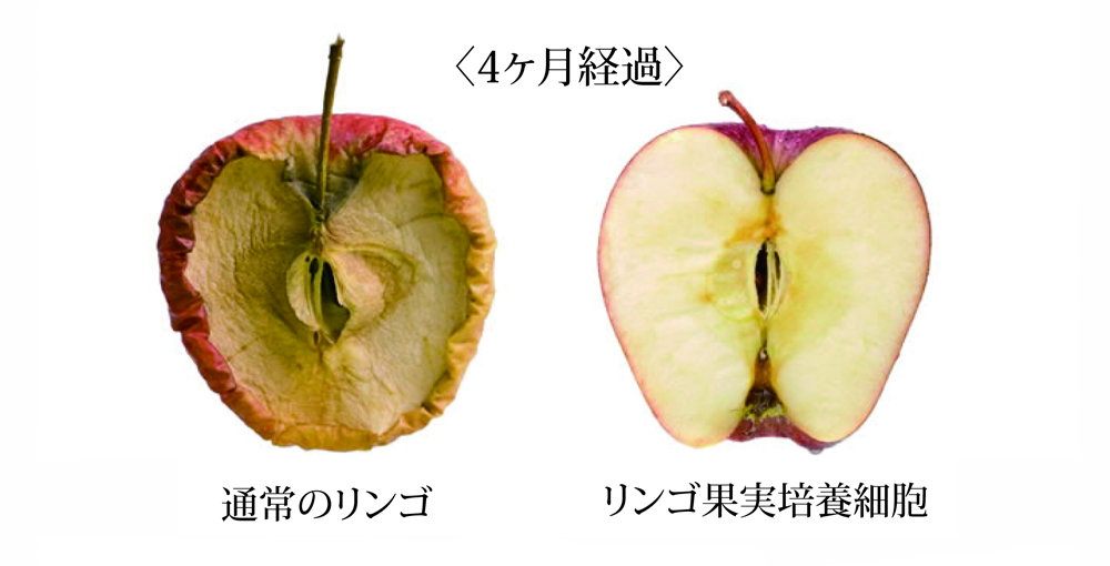 リンゴ果実培養細胞